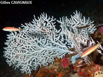 Image of Eunicella verrucosa (Pink sea fan)