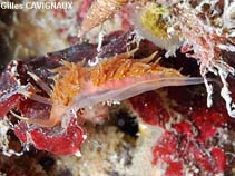 Image of Facelina annulicornis 