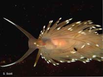 Image of Facelina bostoniensis (Boston facelina)