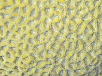 Image of Favites flexuosa 