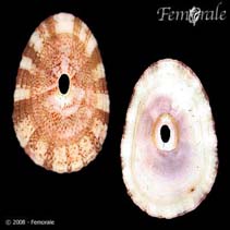 Image of Fissurella nubecula (Cloudy keyhole limpet)