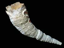 Image of Flabellum flexuosum 