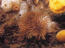 Image of Flustra foliacea (Leafy bryozoan)