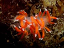 Image of Flabellina poenicia (Purple-red flabellina)