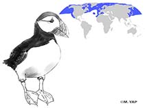 Image of Fratercula arctica (Atlantic puffin)