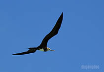 Image of Fregata ariel (Lesser frigatebird)