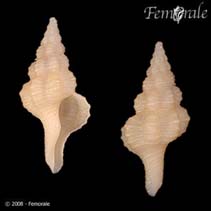 Image of Fusinus amphiurgus (Slender spindle)
