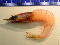 Image of Funchalia villosa 