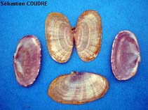 Image of Gari depressa (Depressed sunset clam)