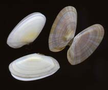 Image of Gari livida 