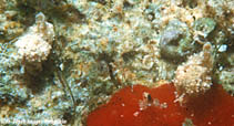 Image of Gastropteron minutum 