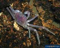 Image of Chaceon affinis (Deep-sea red crab)