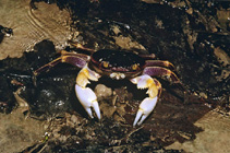 Image of Geograpsus grayi 