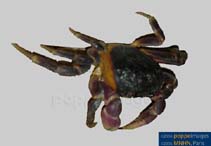 Image of Gecarcoidea lalandii 