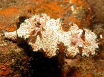 Image of Glossodoris cincta (Girdled Glossodoris)