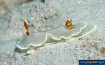 Image of Ardeadoris electra (Shining Glossodoris)