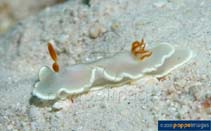 Image of Ardeadoris electra (Shining Glossodoris)