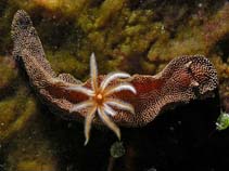 Image of Glossodoris stellatus 