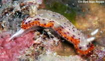 Image of Goniobranchus decorus (Decorated Chromodoris)