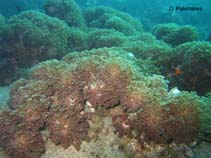 Image of Goniopora pandoraensis (Branching flowerpot coral)