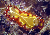 Image of Goniobranchus setoensis 