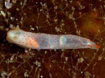 Image of Gymnodoris alba (Orange-spotted Gymnodoris)