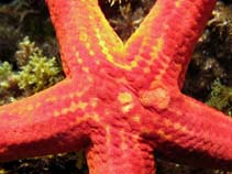 Image of Hacelia attenuata (Smooth starfish)