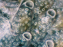 Image of Haplopoma graniferum 