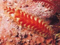 Image of Harmothoe imbricata (Fifteen-scaled worm)