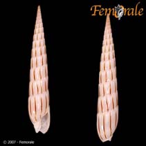 Image of Hastula lanceata (Lance auger)