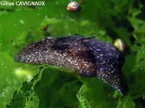 Image of Haminoea navicula 