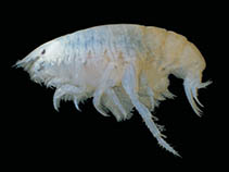 Image of Heterophoxus trichosus 