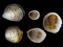 Image of Hipponix conicus (Conic cup-and-saucer)