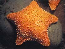 Image of Hippasteria phrygiana (Trojan star)