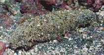 Image of Holothuria kefersteinii 