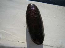 Image of Holothuria poli (White spot cucumber)