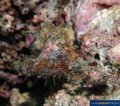 Image of Homalocantha scorpio (Scorpion murex)