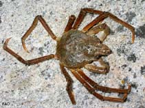 Image of Hyas araneus (Atlantic lyre crab)