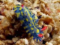 Image of Hypselodoris infucata (Painted nudibranch)