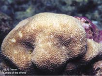 Image of Hydnophora microconos (Small-coned coral)