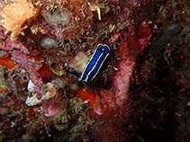 Image of Hypselodoris tricolor 