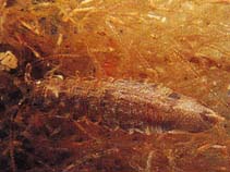 Image of Idotea balthica (Baltic isopod)