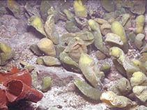 Image of Iridaea cordata (Iridea)