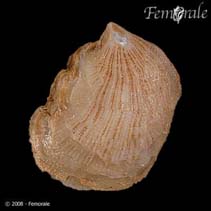 Image of Isognomon alatus (Flat tree-oyster)