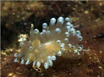Image of Janolus cristatus 