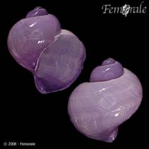 Image of Janthina globosa (Elongate janthina)