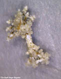 Image of Janolus mirabilis 