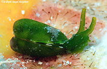 Image of Julia exquisita (Bivalve gastropod)