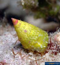 Image of Jujubinus polychromus 
