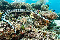 Image of Laticauda colubrina (Yellow-lipped sea krait)